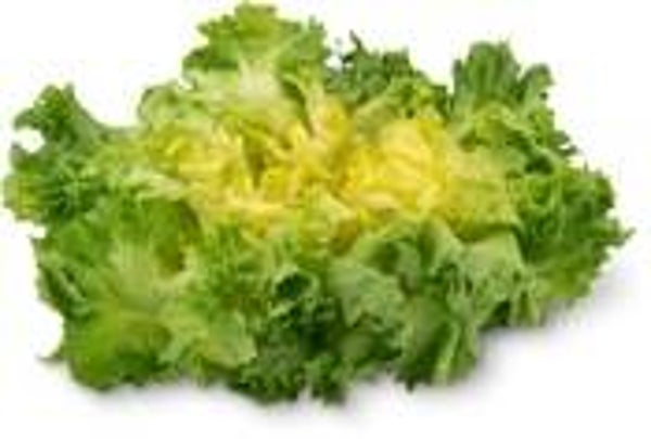 Bio Endivien