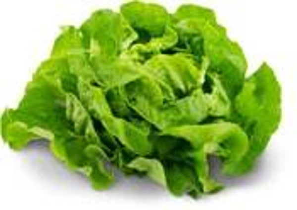 Kopfsalat grün