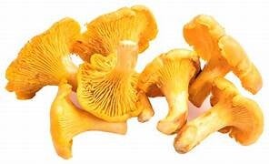 Eierschwämme ca 1 Kg