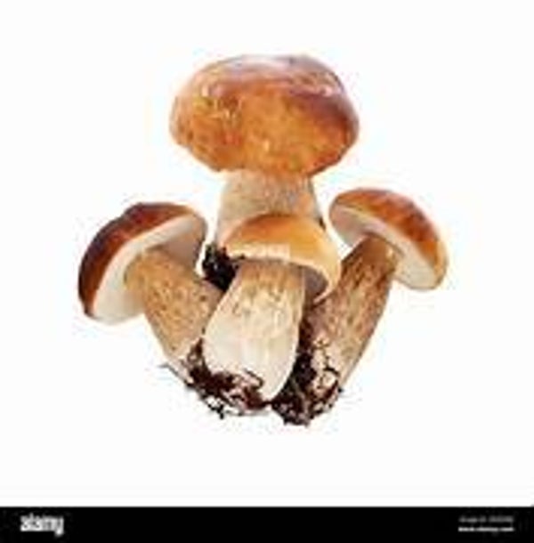 Steinpilze ca 1Kg