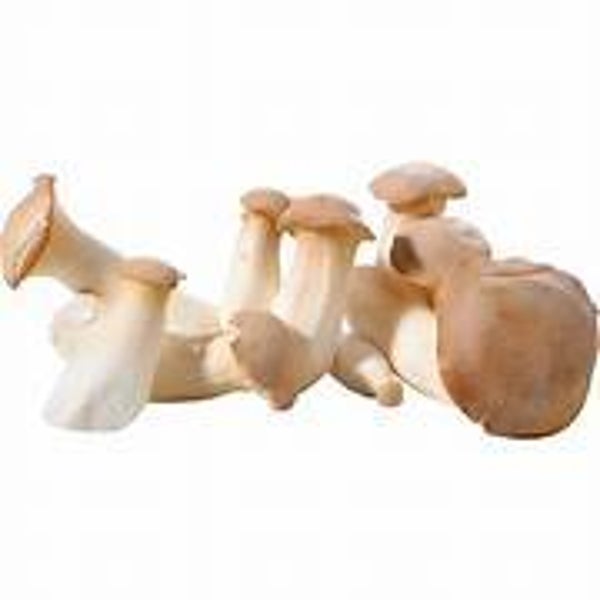 Bio Kräuterseidlinge ca 100g