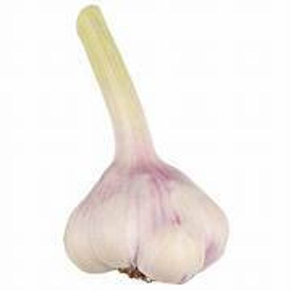 Knoblauch frisch 1 Stk