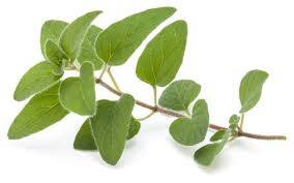 Oregano Stebeutel