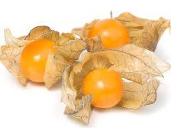 Physalis
