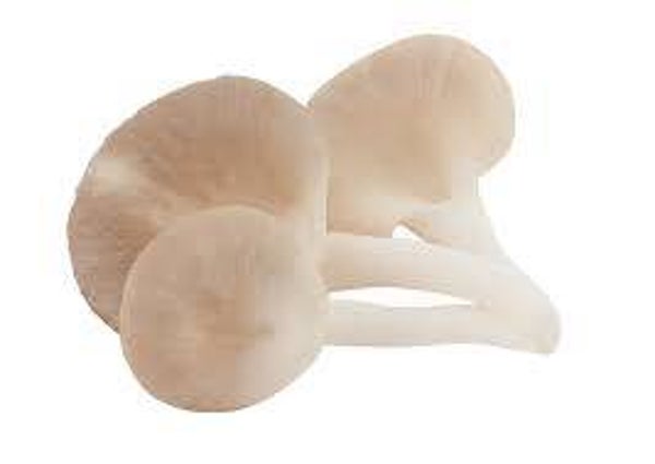 Pleurotus