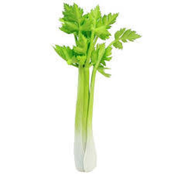 Stangensellerie 3 Kg