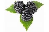 Brombeeren