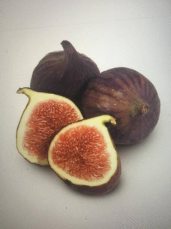 Feigen