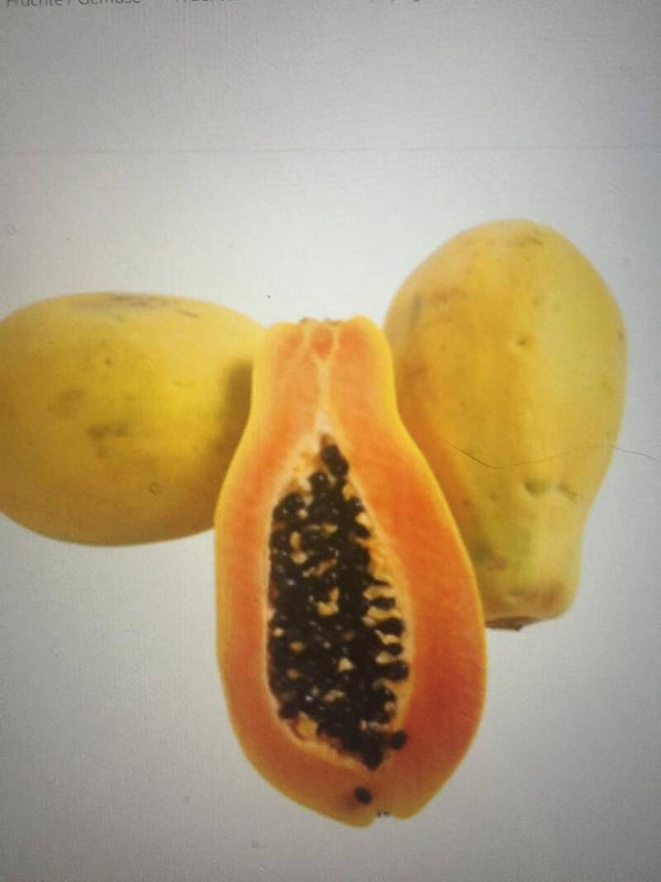 Papaya