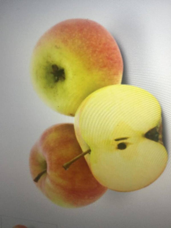 Apfel Johnagold