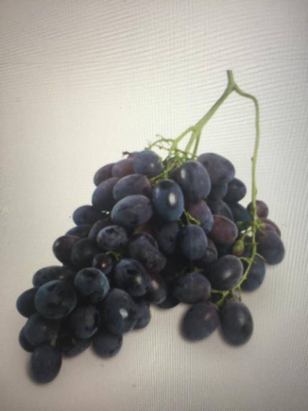 Trauben blau