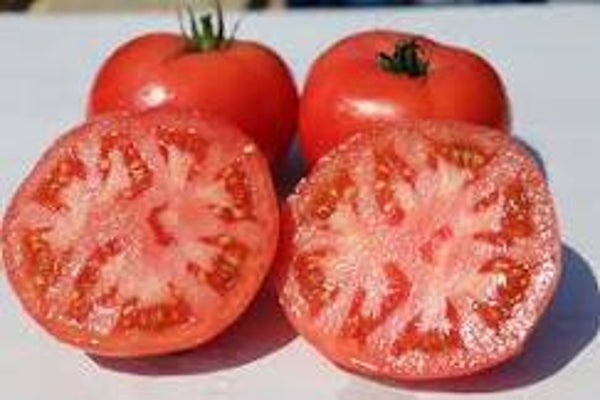 Tomaten Berner Rose