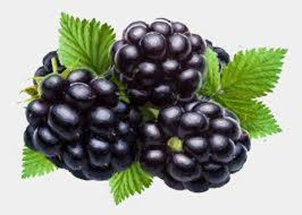 Brombeeren Schale