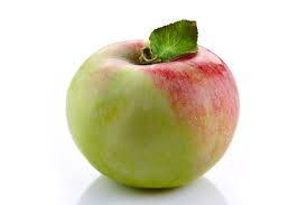 Apfel Gravensteiner
