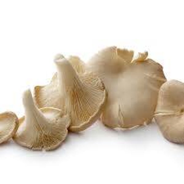 Pleurotus