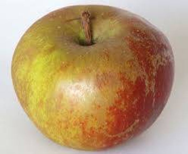 Apfel Boskop
