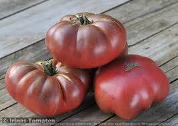 Bio Tomaten Dunkel