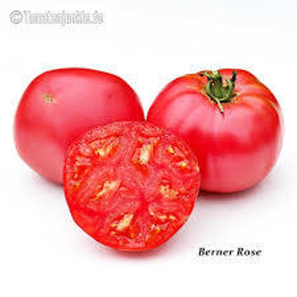 Bio Tomaten Berner Rosen