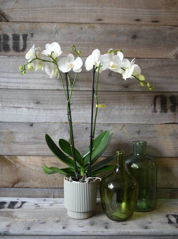 orchidee met sierpot