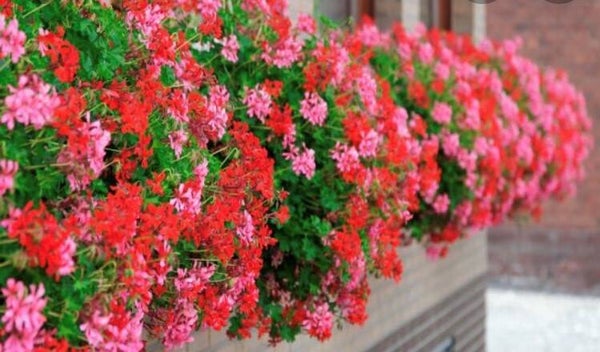 bloembak geraniums