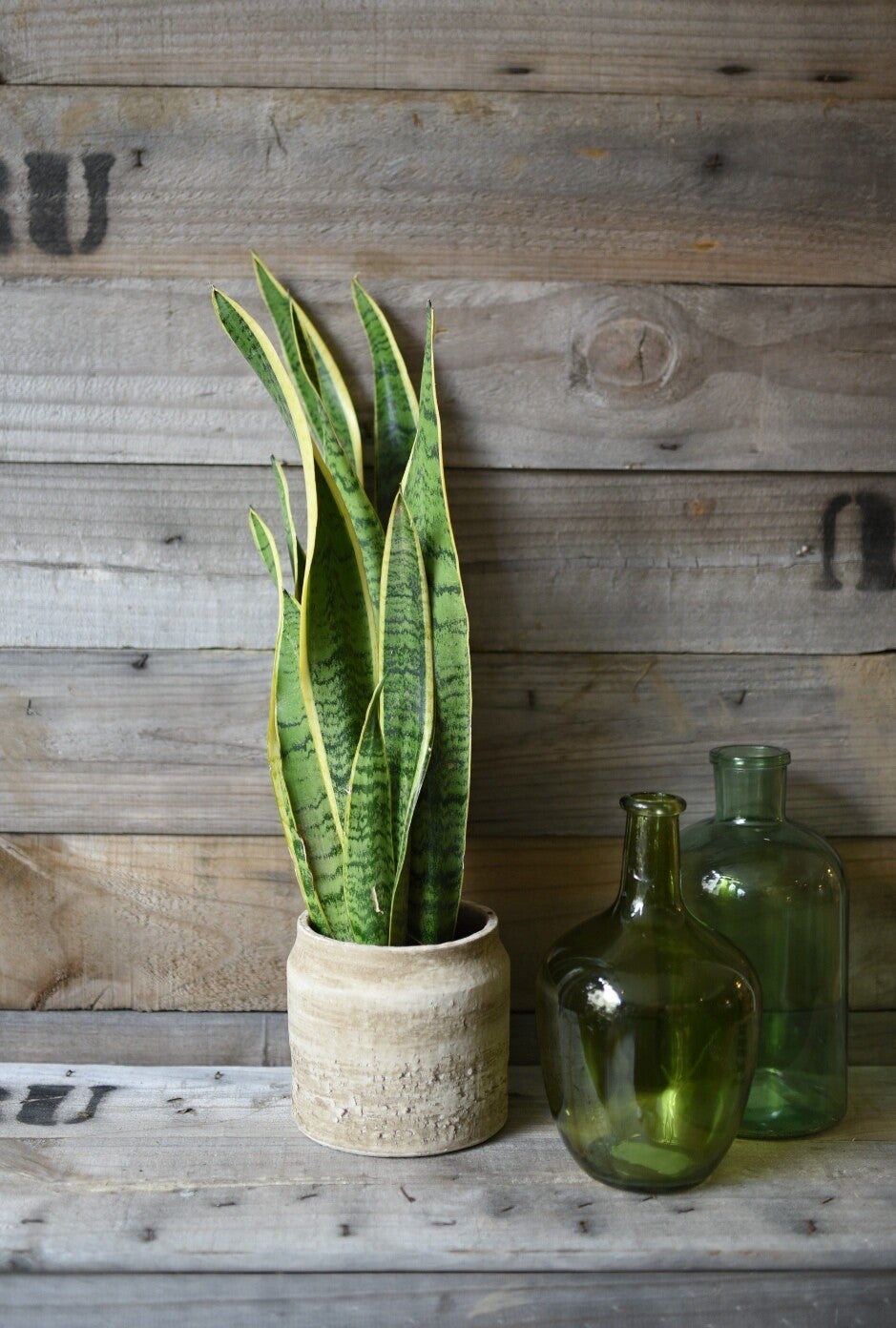 sanseveria