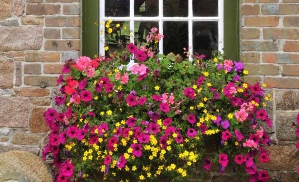 bloembak gemengde zomerbloeiers kleurrijk