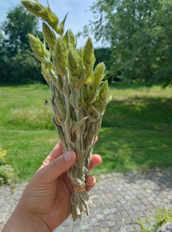 Bio - Griechischer Bergtee
