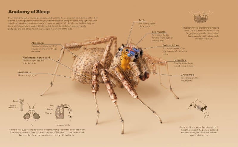Anatomy of Sleep - Eye movement during jumping spider sleep. Made in collaboration with Dr. Daniela Rößler. Colored pencil and digital art