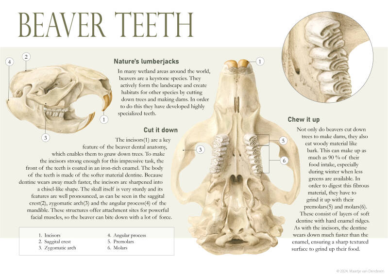 Infographic on beaver teeth, graphite and digital colorization