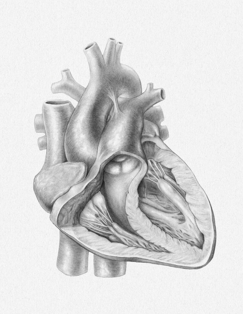 Human heart, graphite