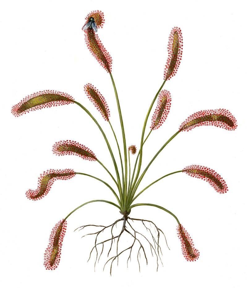 maartjevandenderen_drosera.jpg