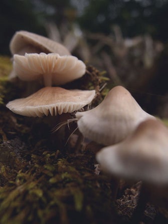 maartjevandenderen_paddenstoelen-2.jpg
