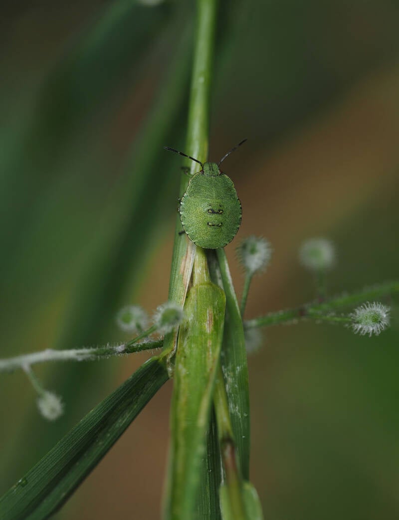 Stink Bug Nymph