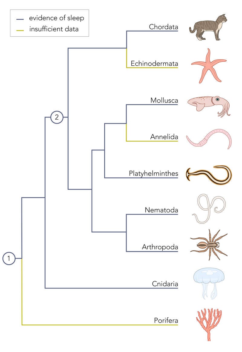 A phylogenetic tree showing whether the 9 most abundant phyla in the animal kingdom display evidence of sleep. Digital art