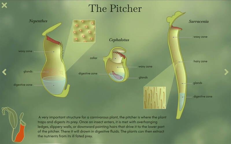 Part of an interactive infographic design, currently still in progress. Digital art