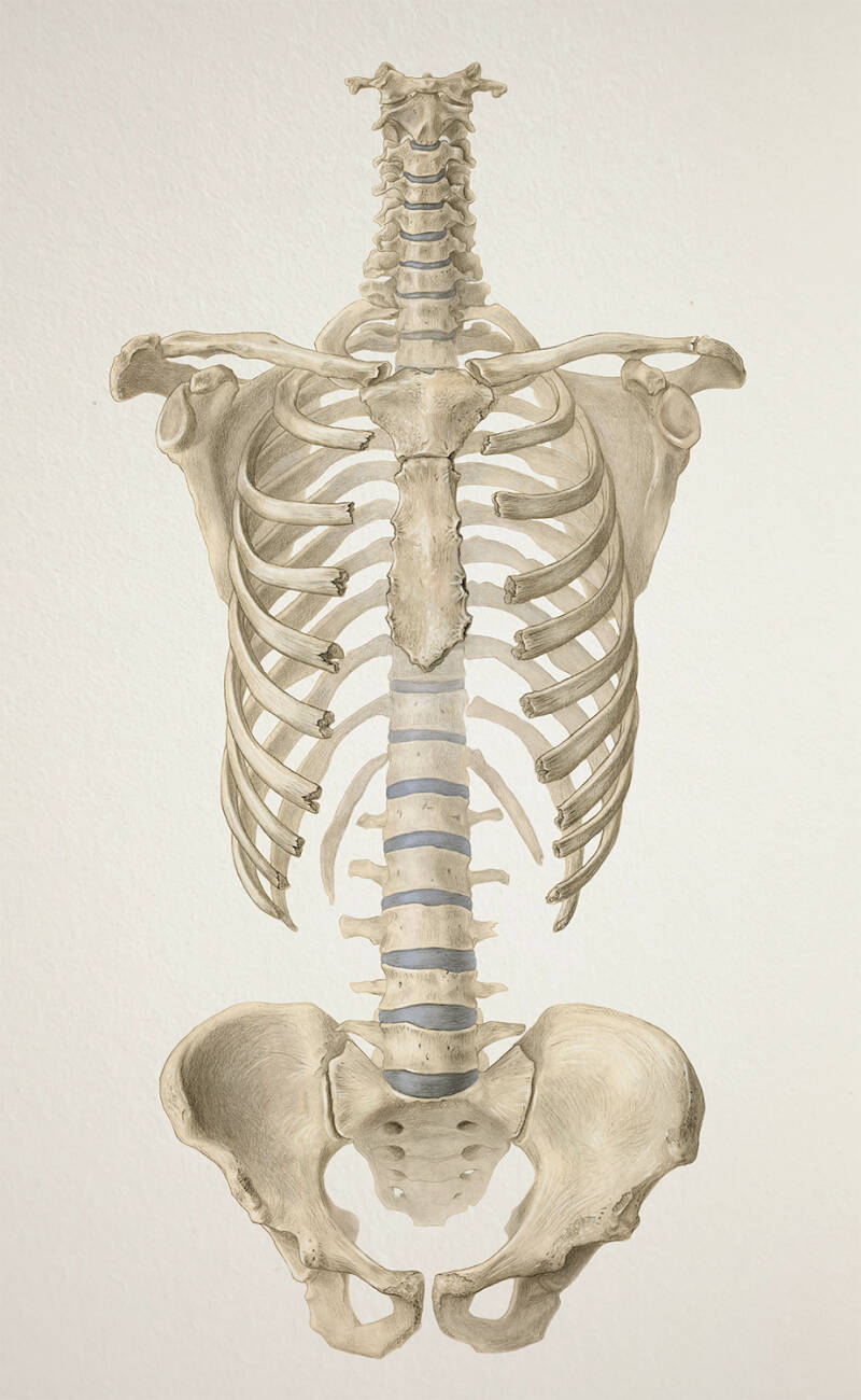 Human skeleton, graphite and digital colorization