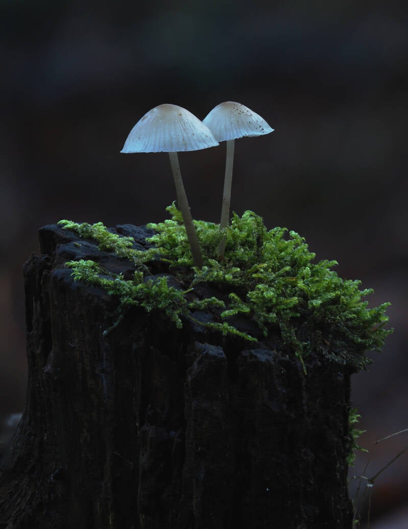 Mycena mushroom