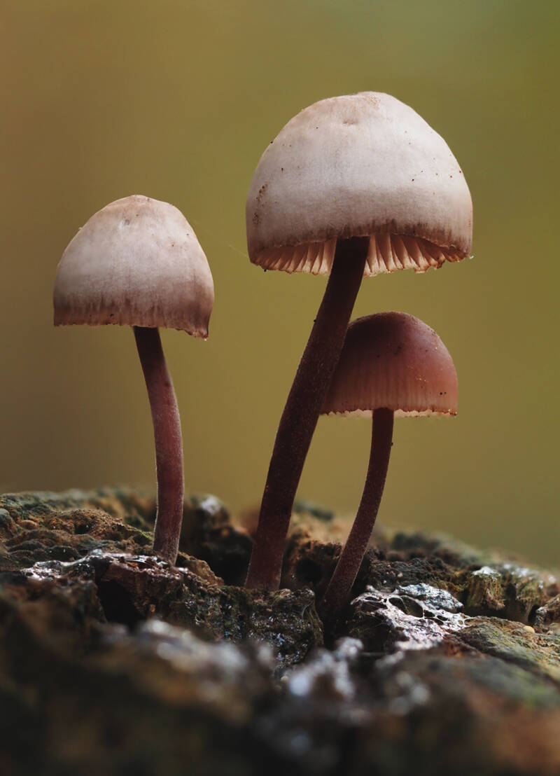 Mycena mushroom