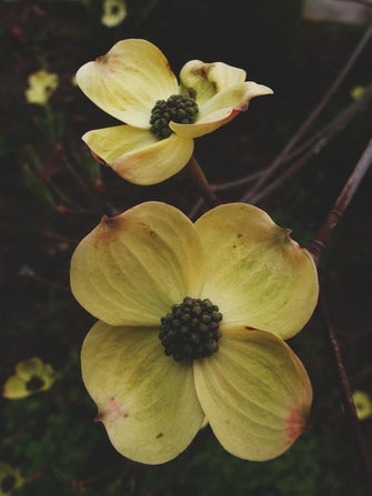 maartjevandenderen_bloem.jpg