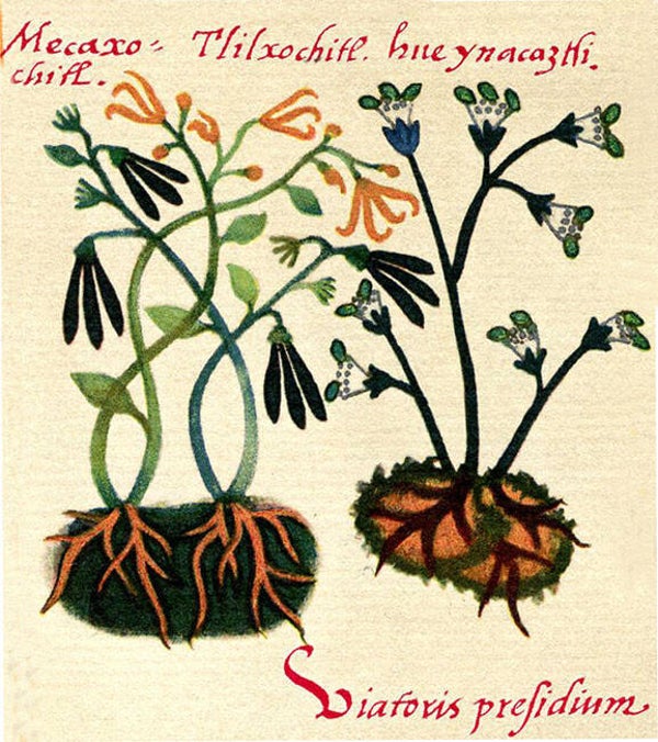 Aphrodisiac Herb Bundle