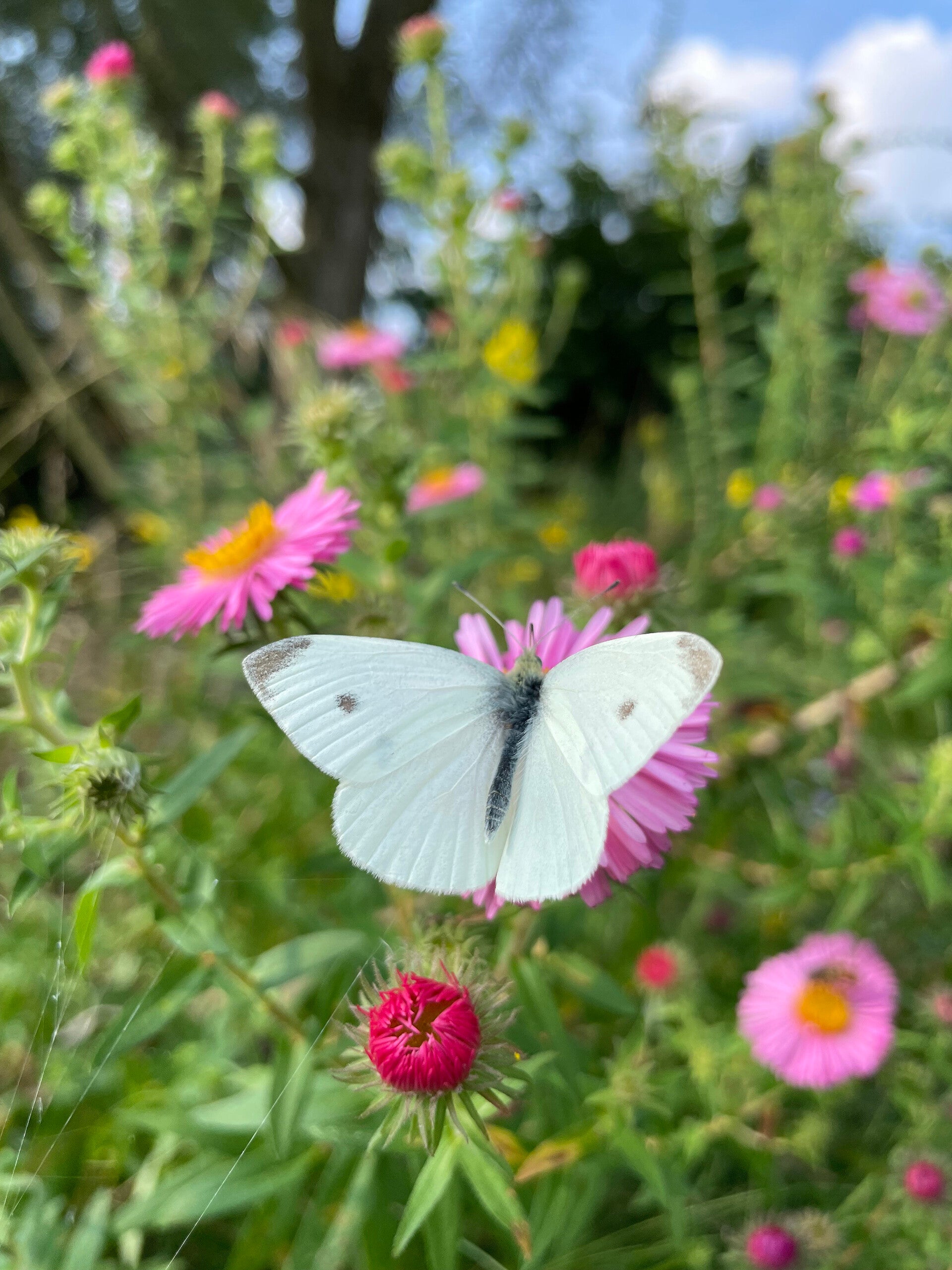 Er zijn genoeg mogelijk­heden om de Gardenworks te vullen. Met kruiden of groenten maar misschien ook wel met wilde bloemen of een kleine vlinderstruik. Laat de bijen en vlinders zich welkom voelen en draag meteen bij aan de biodiversiteit in de tuin.