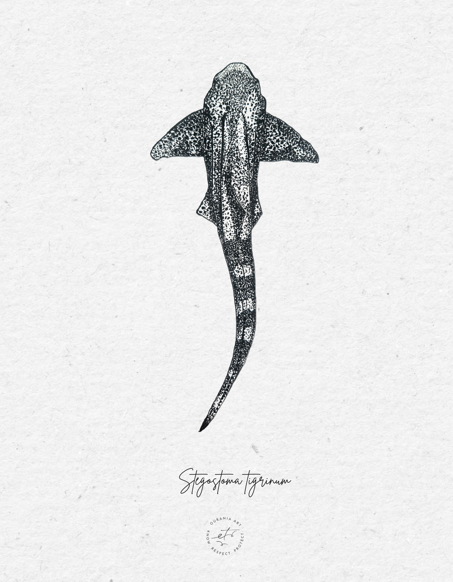 Zebra shark
