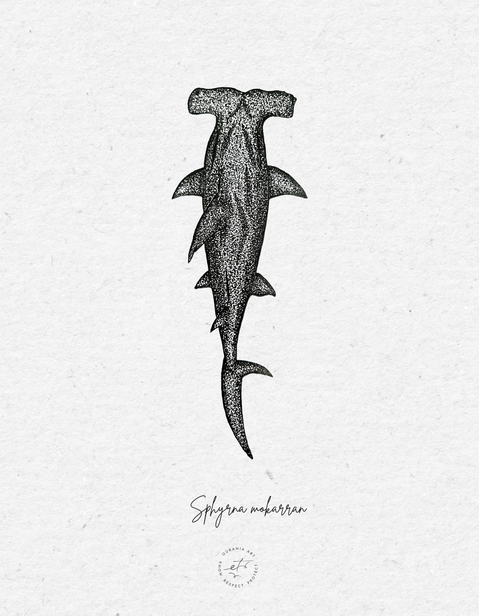 Hammerhead Shark - Sphyrna lewini