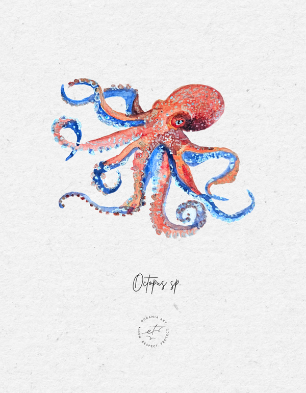 Diverse Watercolor prints