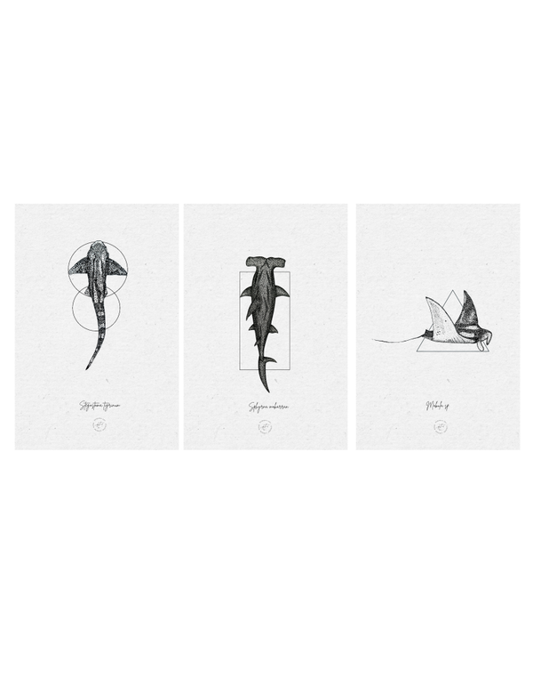 The Geometric Elasmobranch Collection