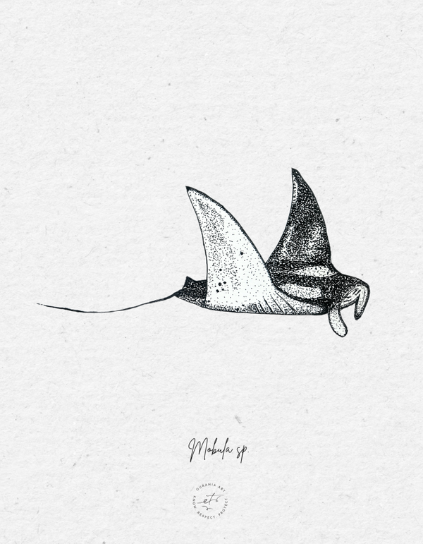 Mobula sp. printed on sustainable, high-quality paper