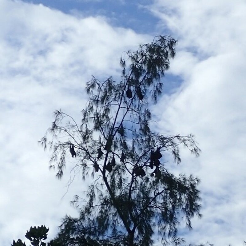 flyingfox-standard.jpg