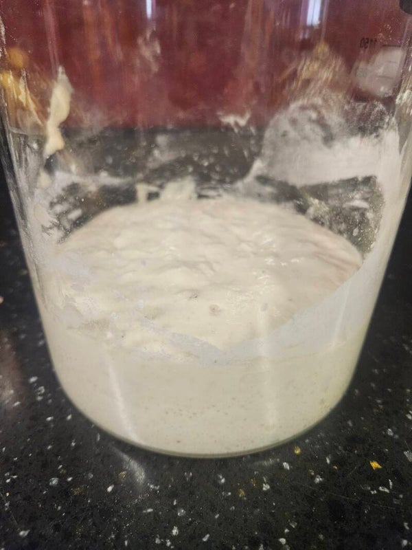 Sourdough starter