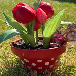 stip-tulp-standard.jpg