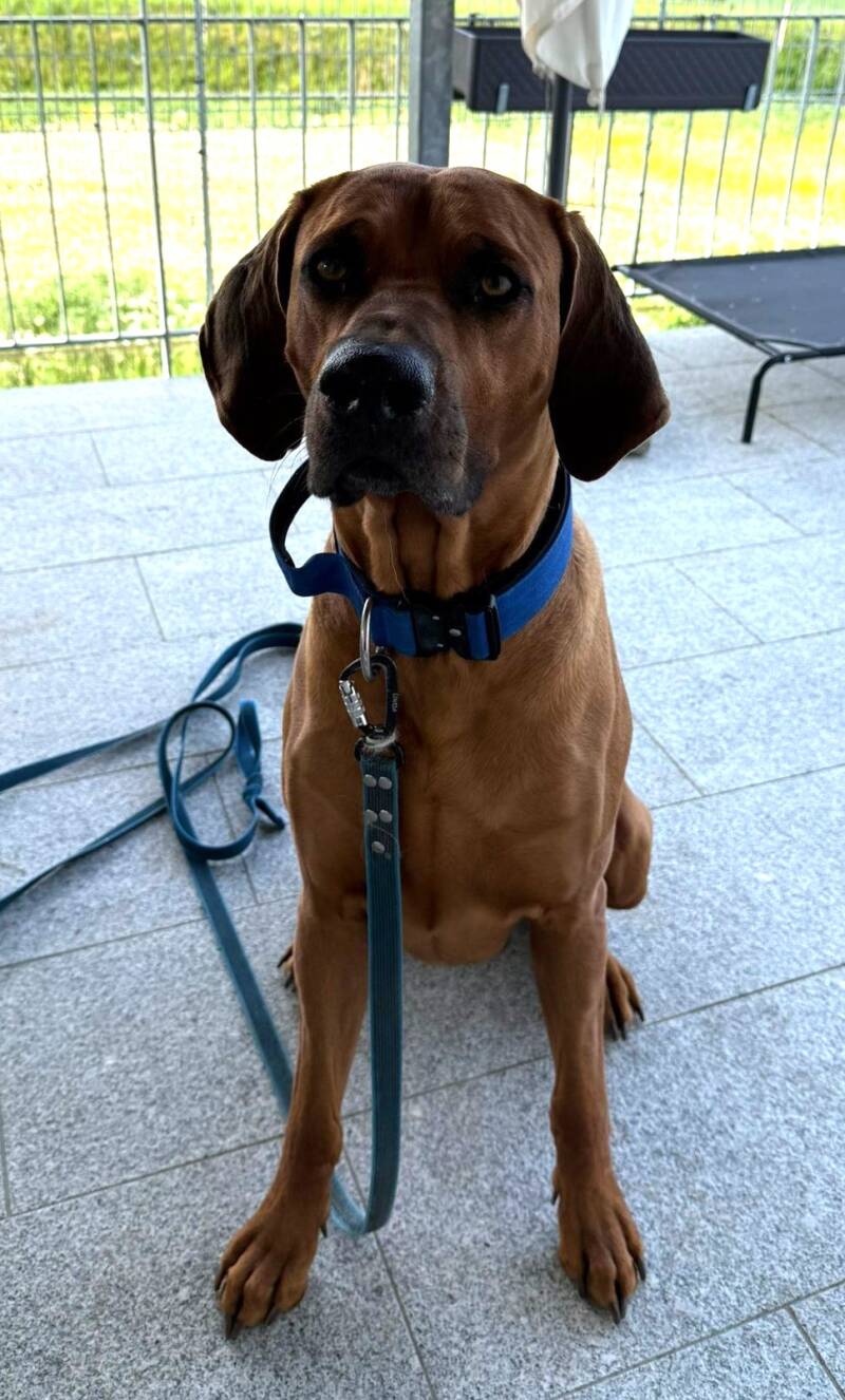 Dahoma - Rhodesian Ridgeback